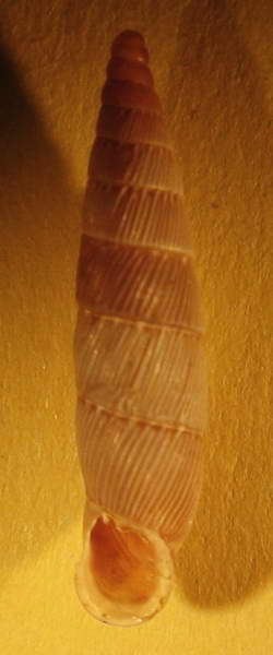Papillifera papillaris (O.F. Mller, 1774)